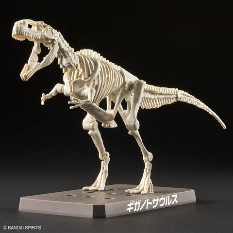 Plannosaurus : Giganotosaurus